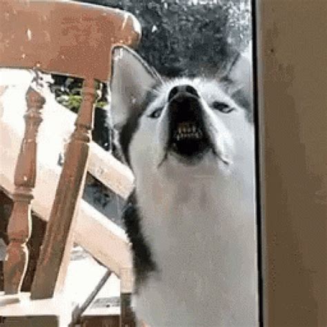 dogs gifs|funny dog picture gif.